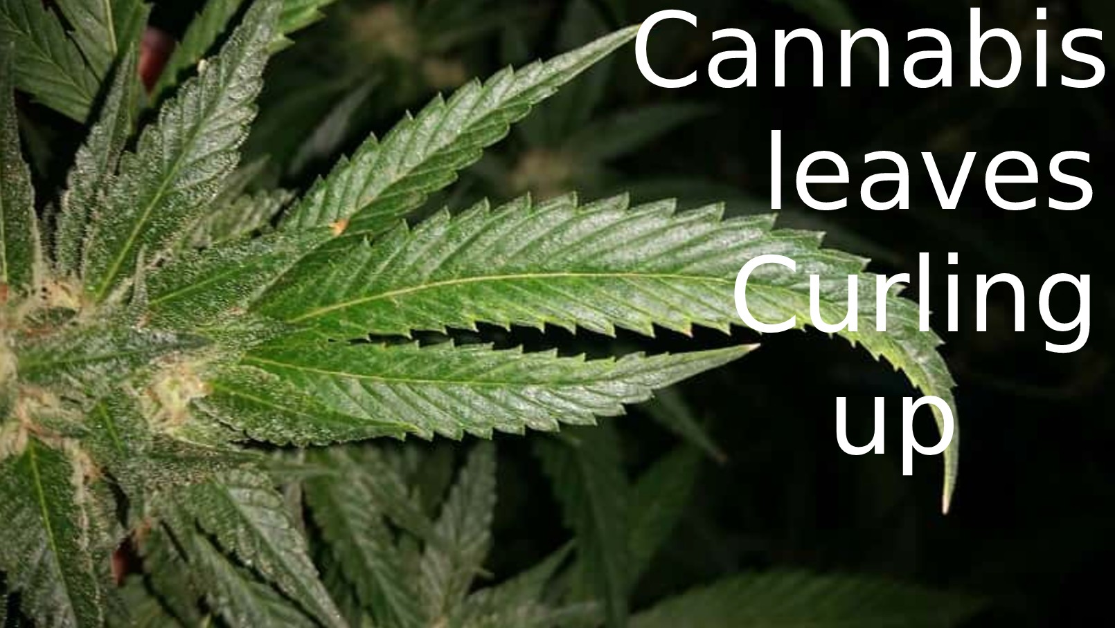 Cannabis leaves curling up